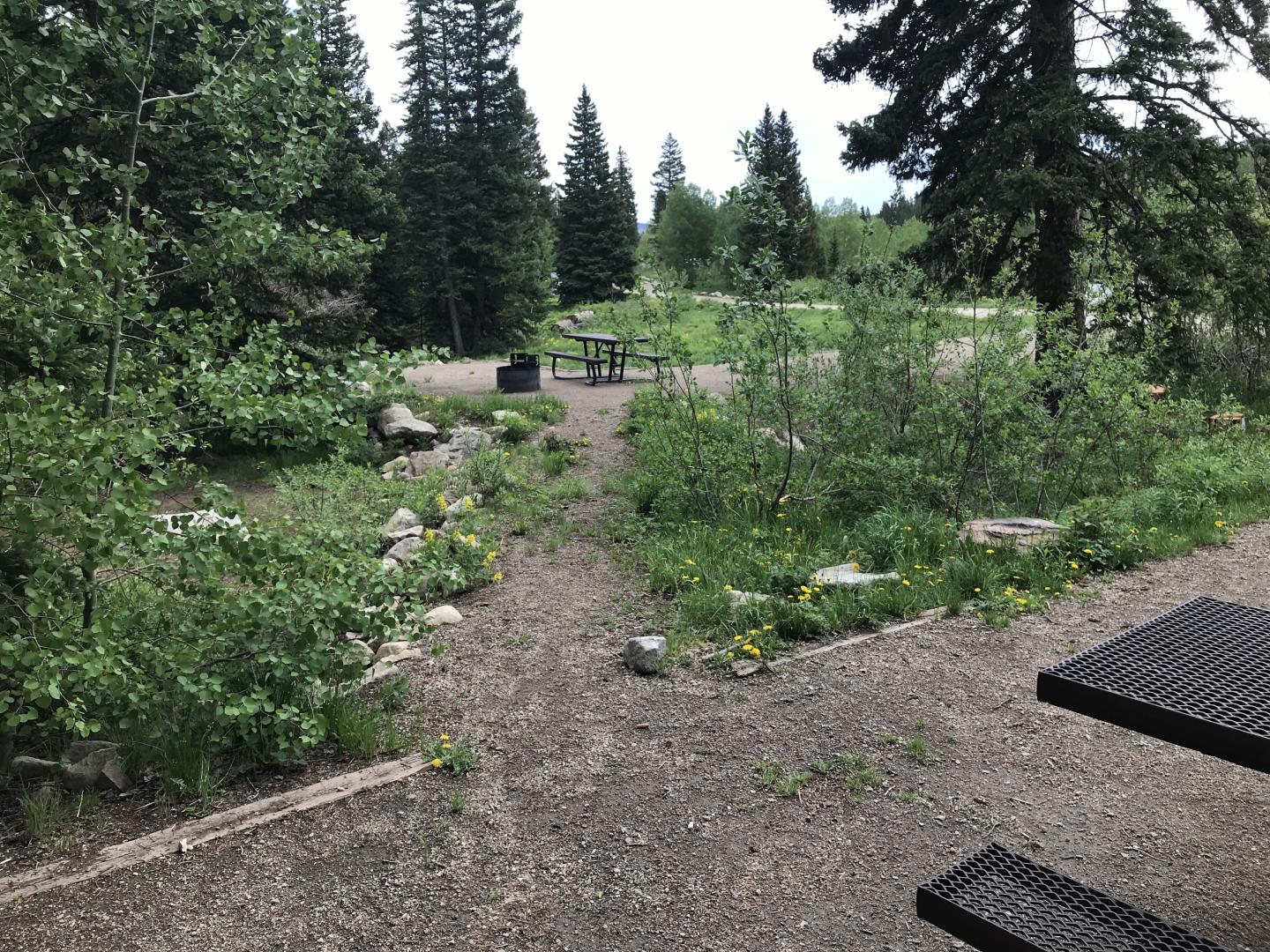 A campsite in the woods