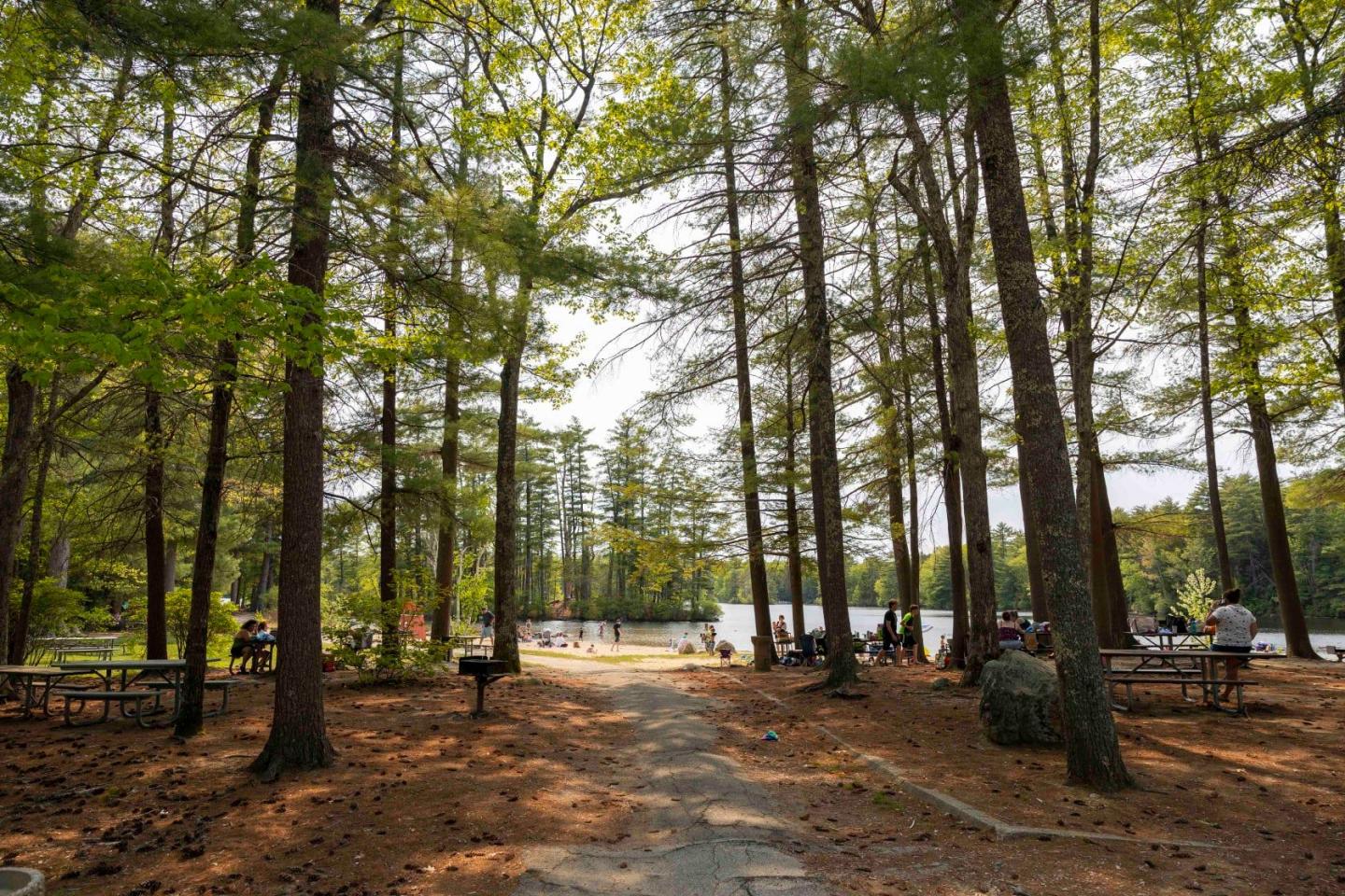 A campground in a forest