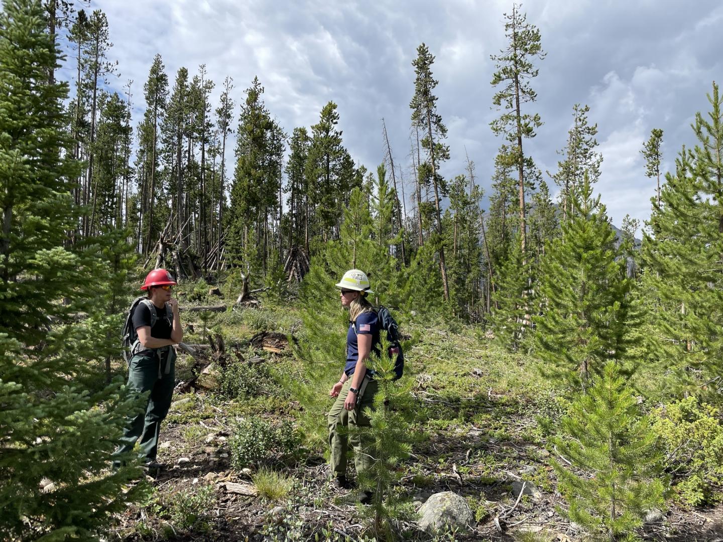 Two workers in a clear cut