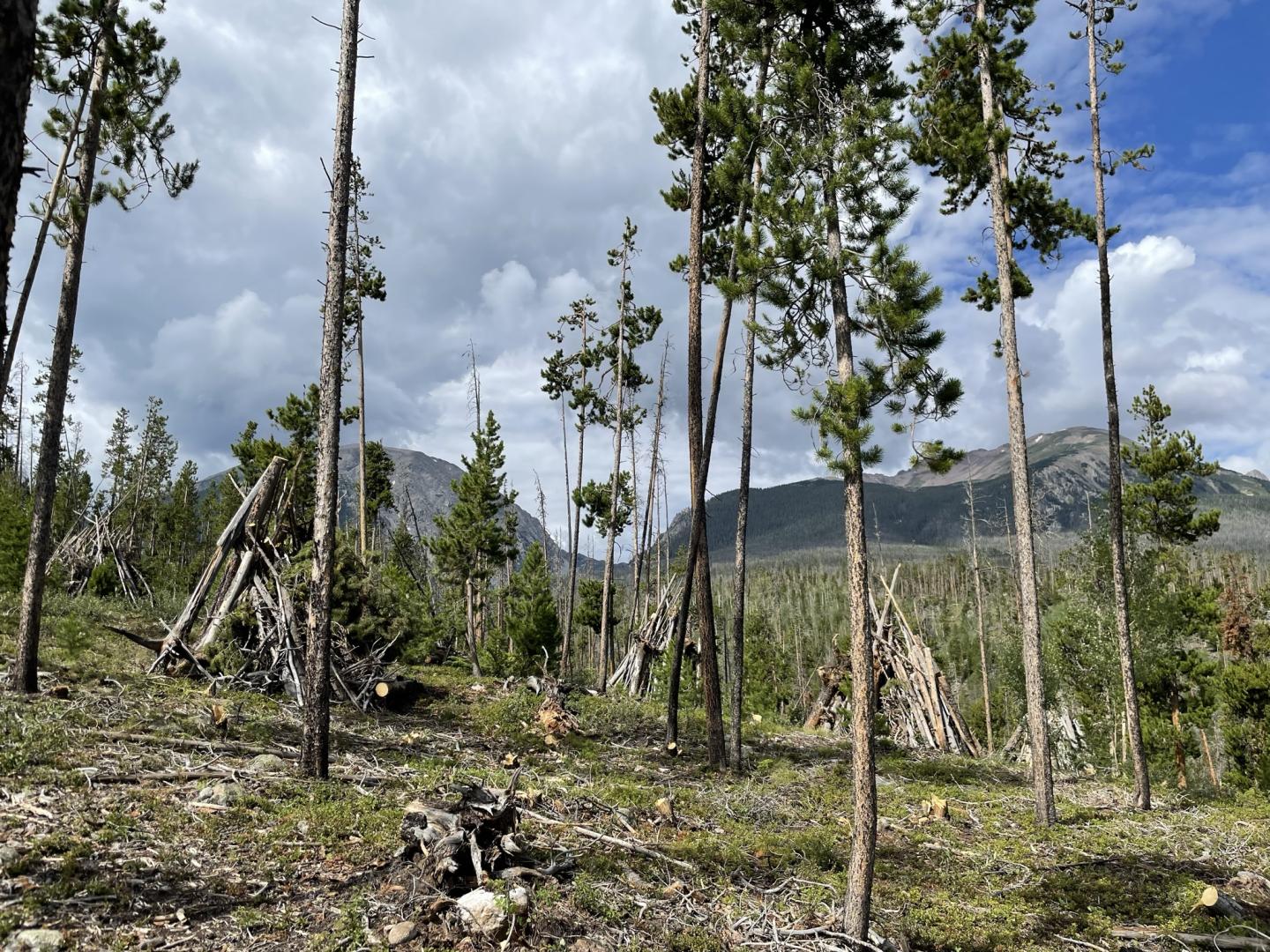 A clearcut with log piles