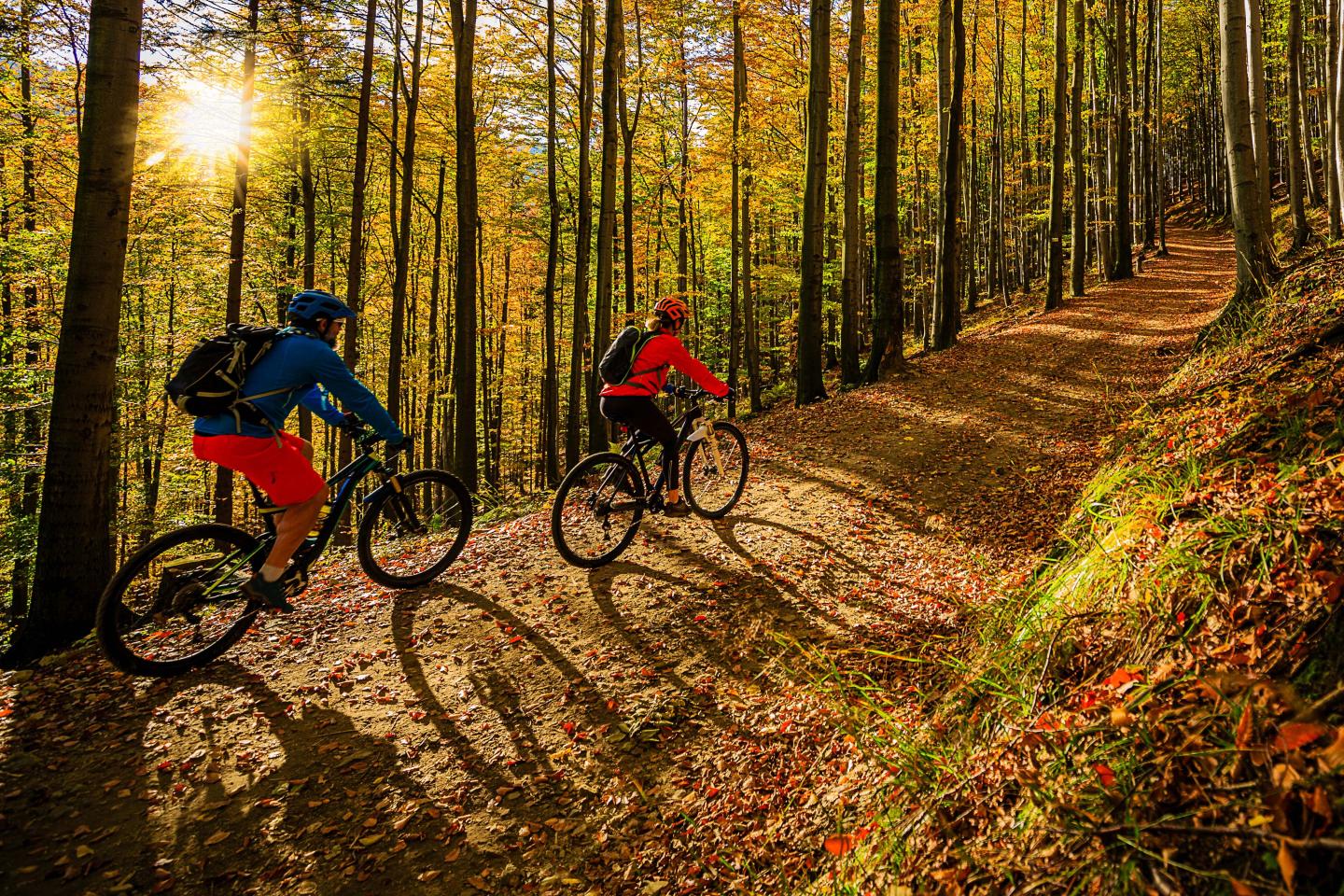 Two people biking through a forest