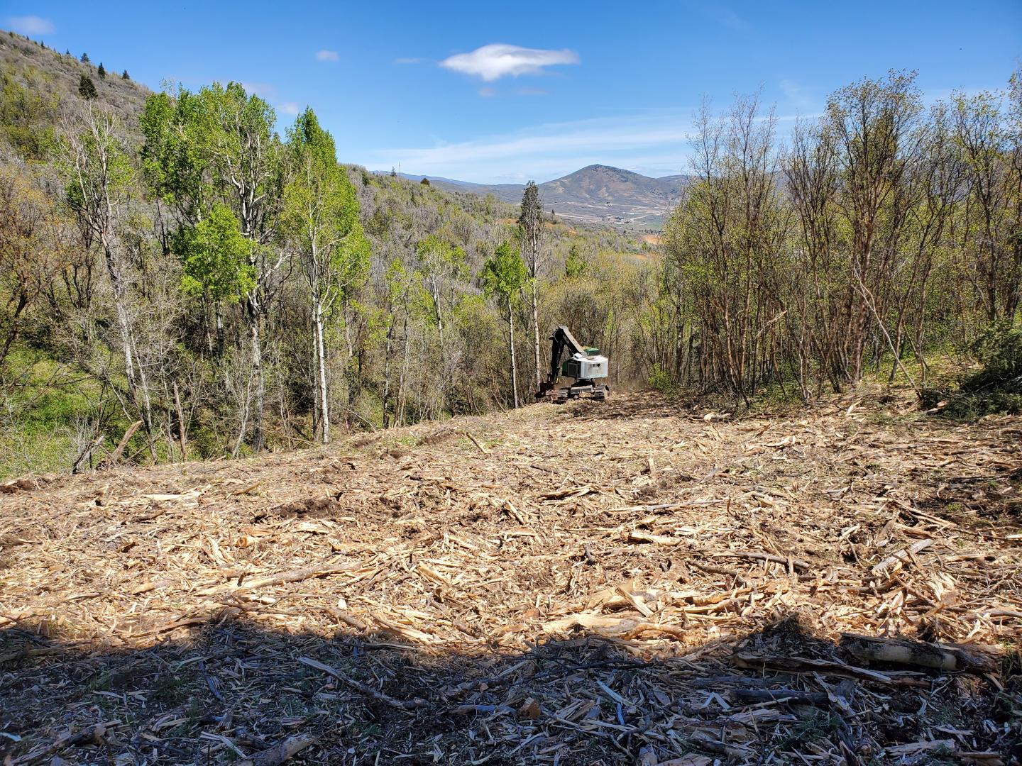 An excavator clearing trees for a new ski run