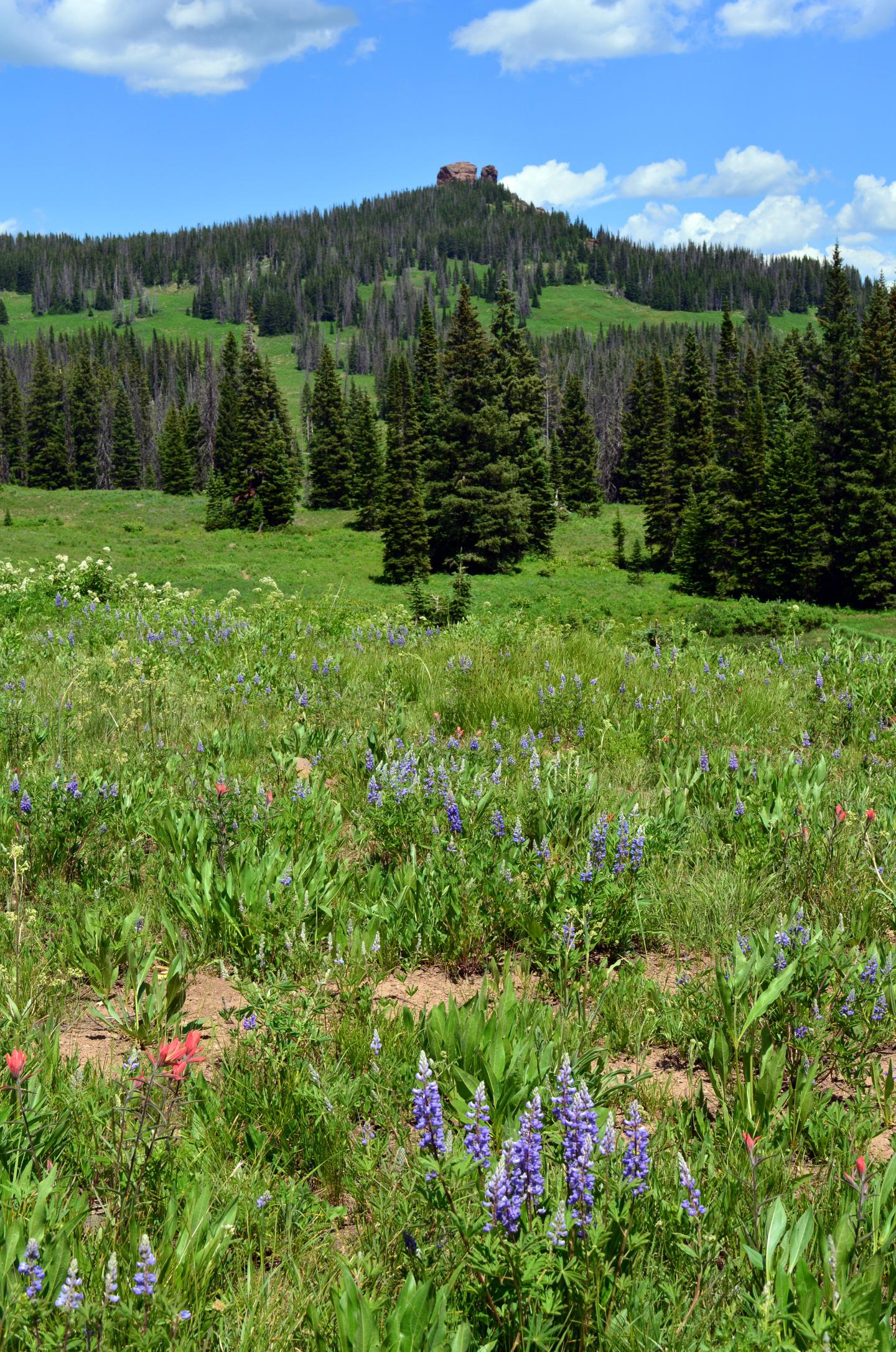 Mountain meadow with wildflowers, trees, and a hillside in the distance under a blue sky.
