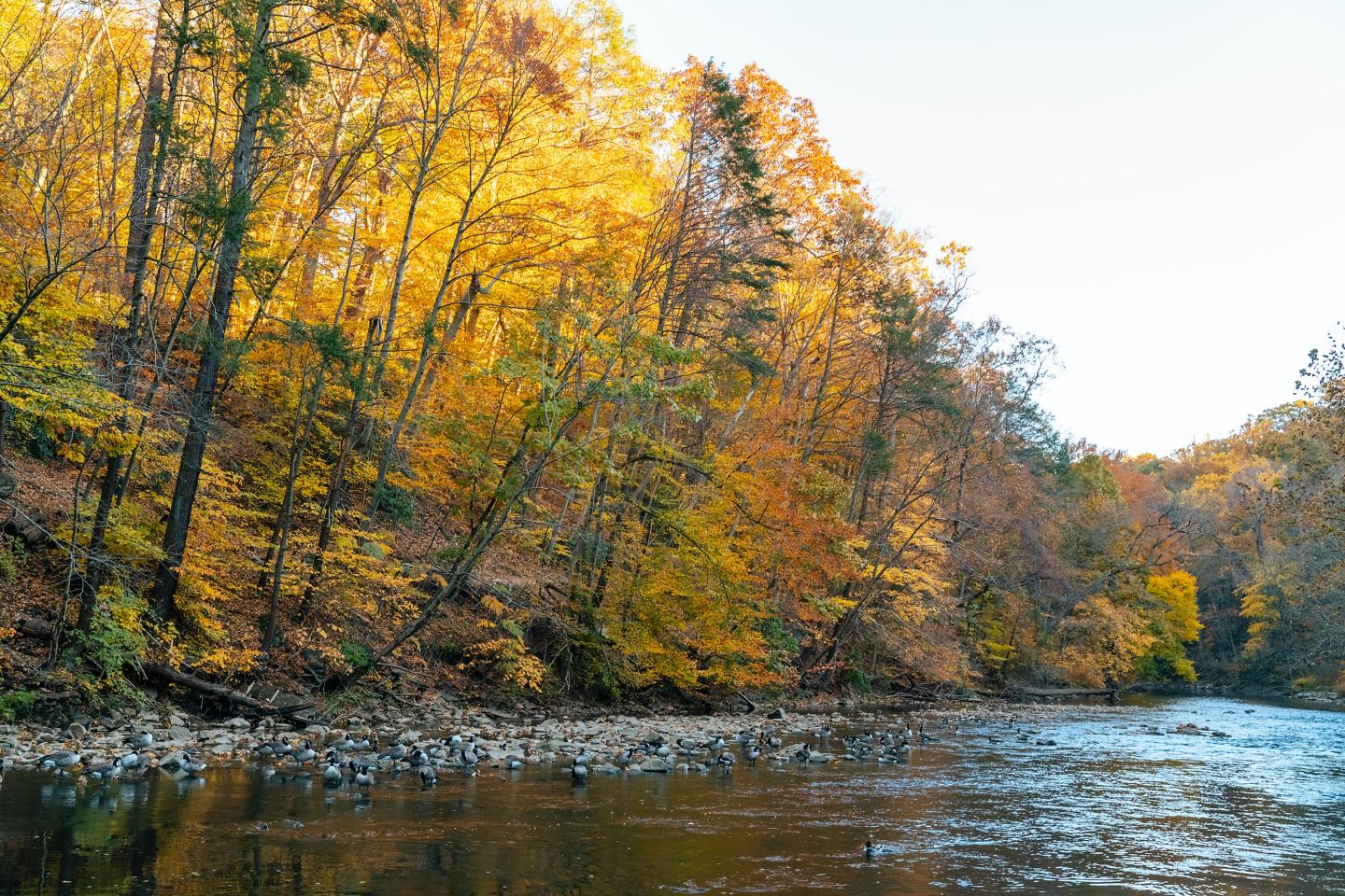 Autumn trees with yellow leaves by a calm river.
