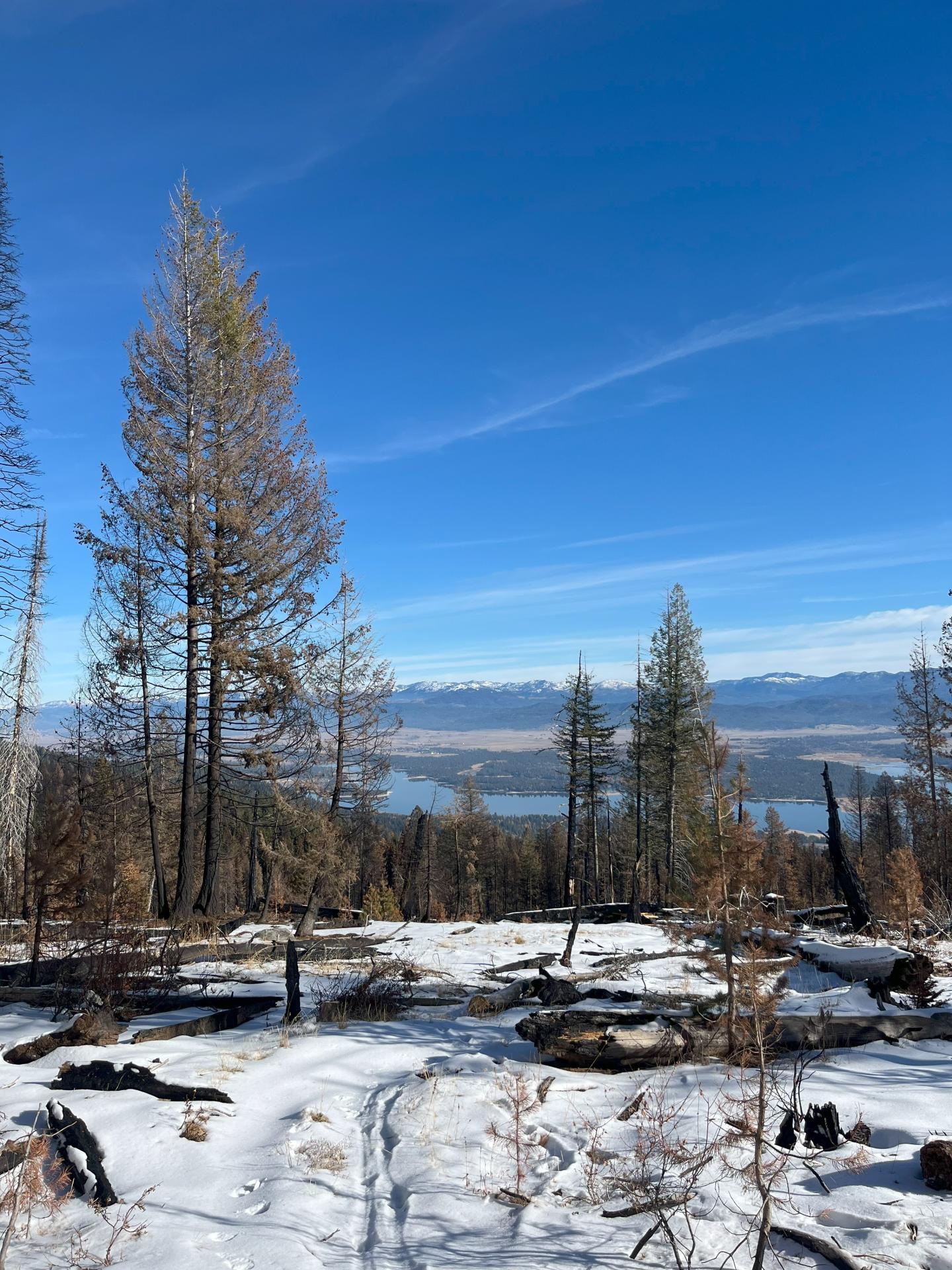 Snowy forest landscape with distant mountains under a clear blue sky.
