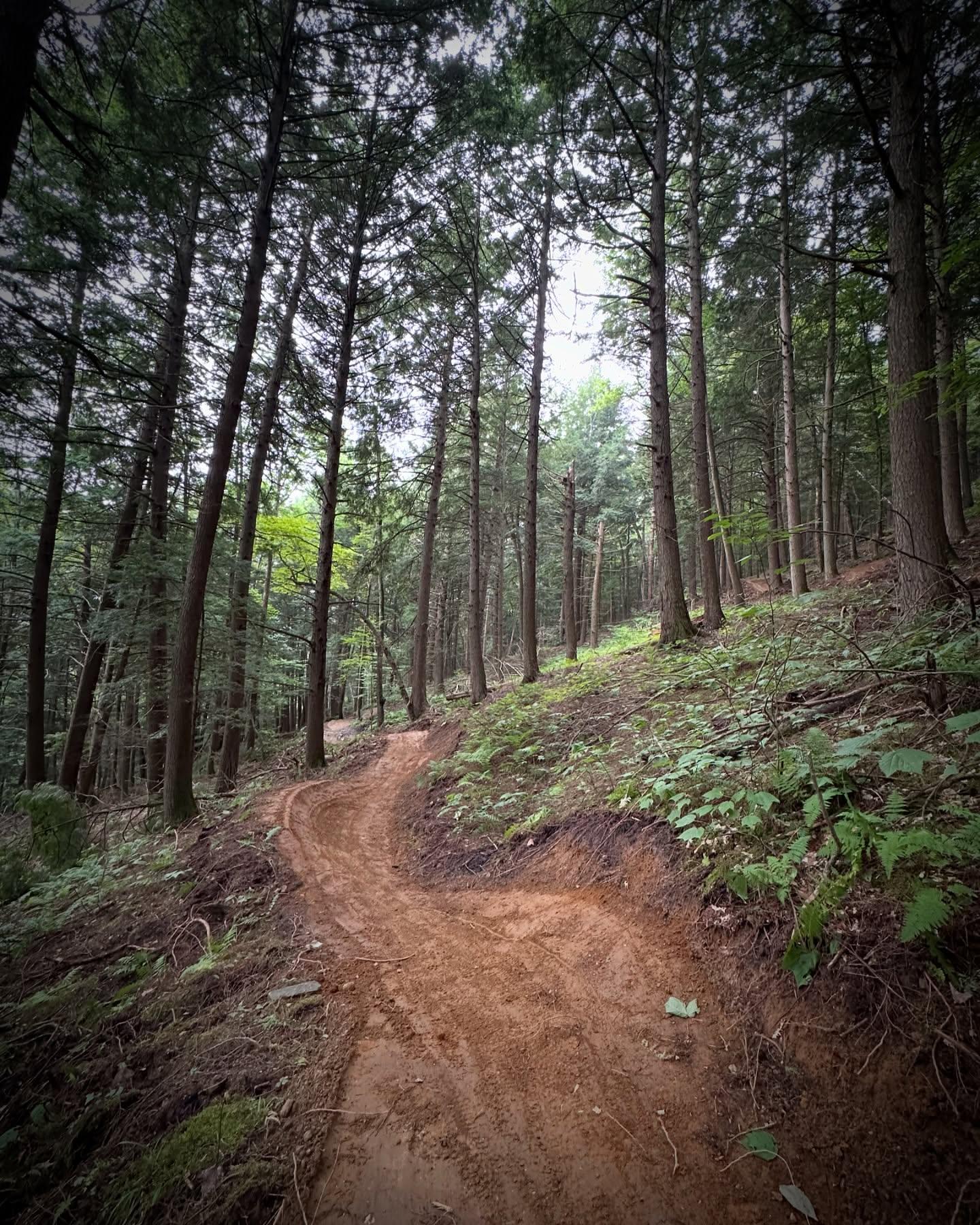 Construction of the Wildcat Ridge Trail in Bethel, VT. Photo courtesy of L&D Trailworks. 