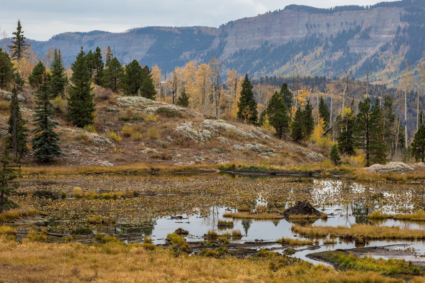 Roaring fork project area